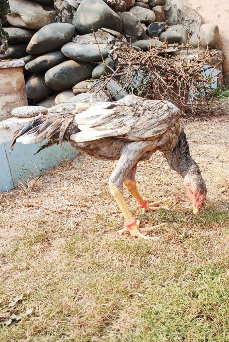 Blue Shamoo | Shamo | Aseel | Murga | Shamo male | Pure bread | Hens 2