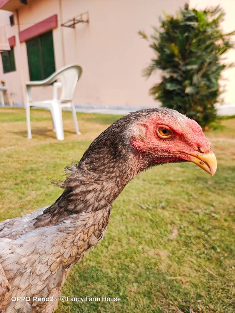 Blue Shamoo | Shamo | Aseel | Murga | Shamo male | Pure bread | Hens 3