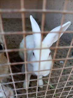 Rabbits for sale full active full taned