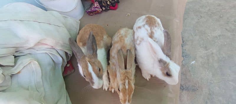 Rabbits for sale full active full taned 1