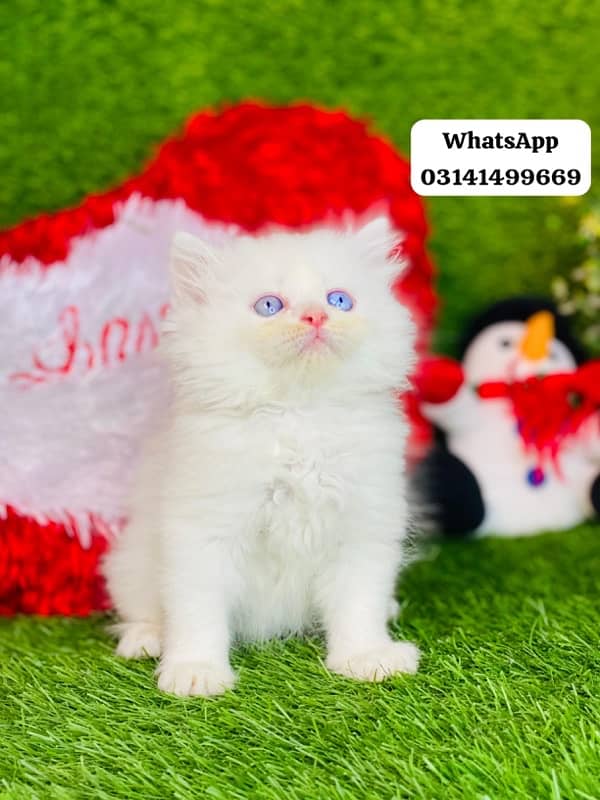 blue eyes persian kitten cat baby for sale 0