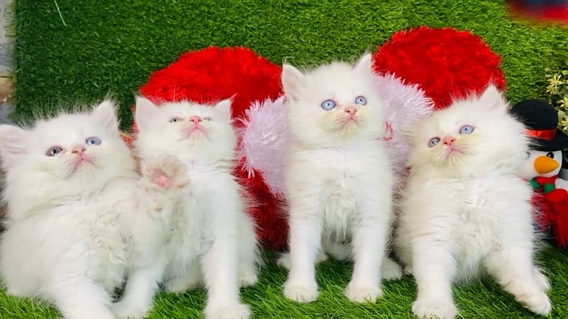 blue eyes persian kitten cat baby for sale 2