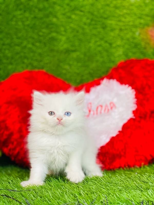 blue eyes persian kitten cat baby for sale 3