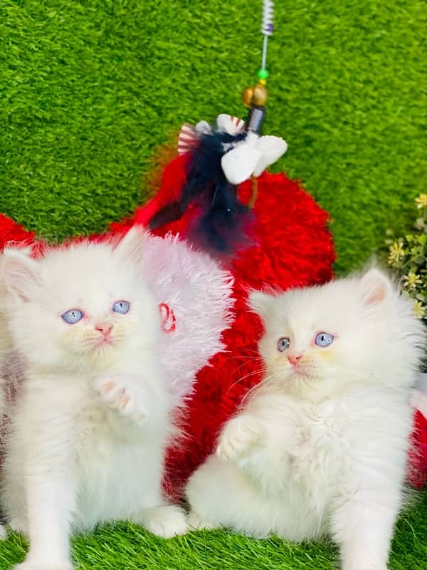 blue eyes persian kitten cat baby for sale 4