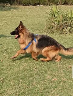 German Shepherd long coat female 8 month age for sale