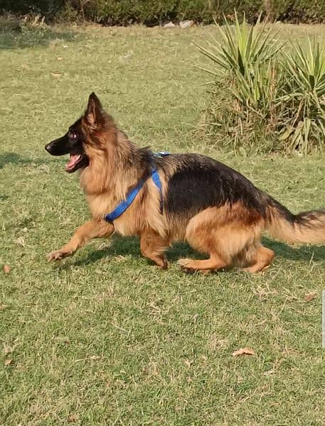 German Shepherd long coat female 8 month age for sale 0