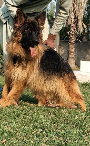 German Shepherd long coat female 8 month age for sale 1