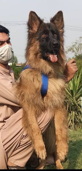 German Shepherd long coat female 8 month age for sale 2