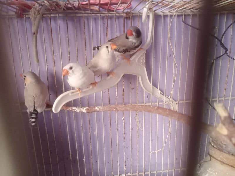 3 pairs finch 2