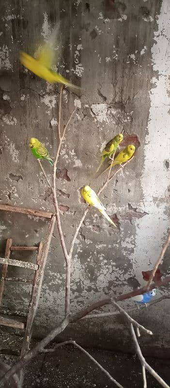 full colony of bajri birds 1