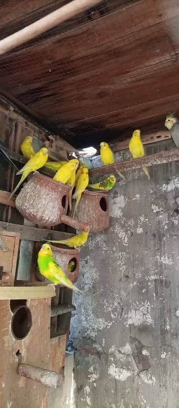 full colony of bajri birds 2