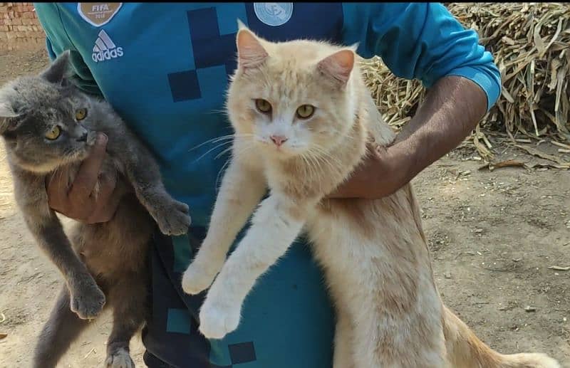 Beautiful Cats Pair 0