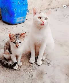 Beautiful Cat & kitten for sale