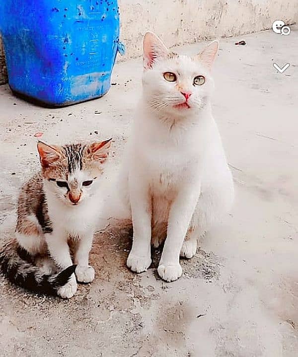 Beautiful Cat & kitten for sale 0