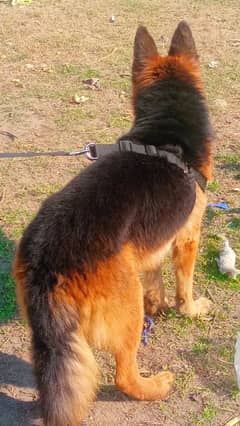 top quality German Shepherd proper long code mail show quality king s