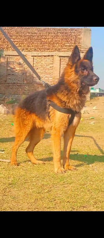 top quality German Shepherd proper long code mail show quality king s 2