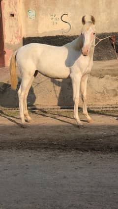 females White nokri wacheri for sale