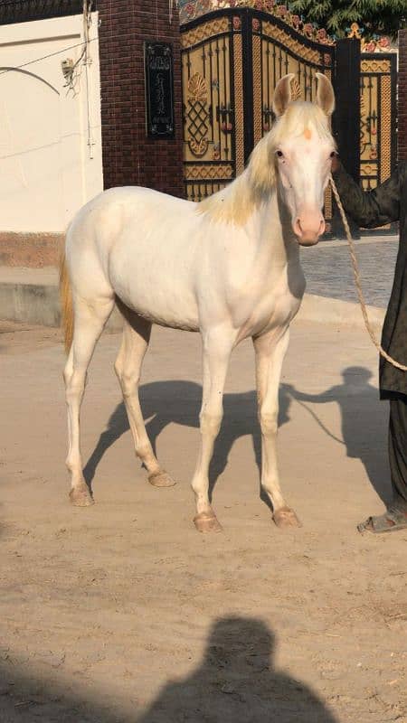 females White nokri wacheri for sale 1