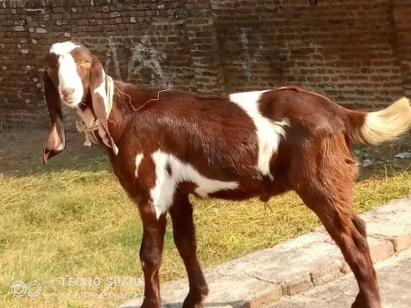 bakra far sell 0