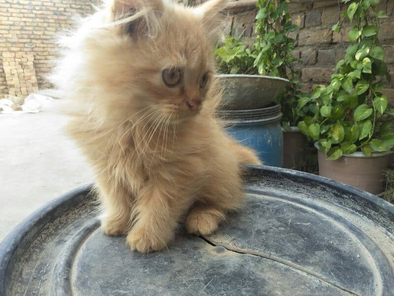 Persian kittens Triple coated 5