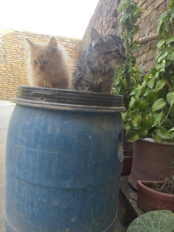 Persian kittens Triple coated 6