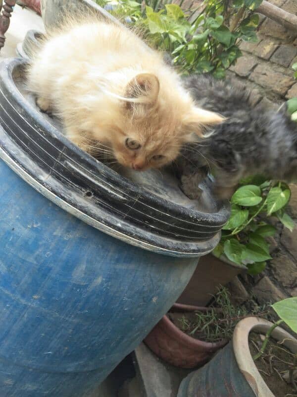 Persian kittens Triple coated 7