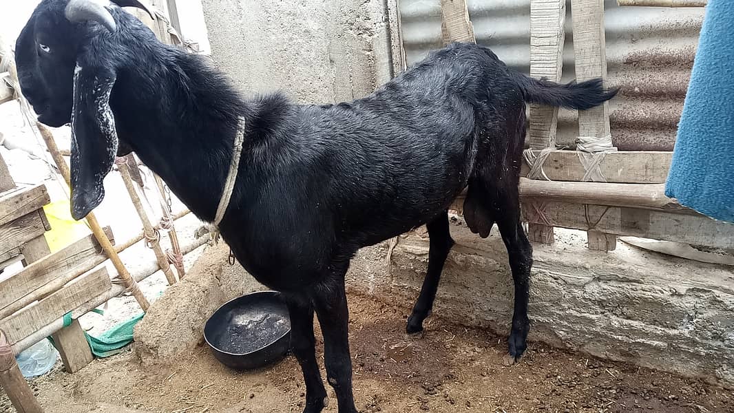 Beetal Bakra for sale 4