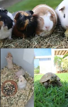 Cute  Tortoise,Hamsters and guinea pigs