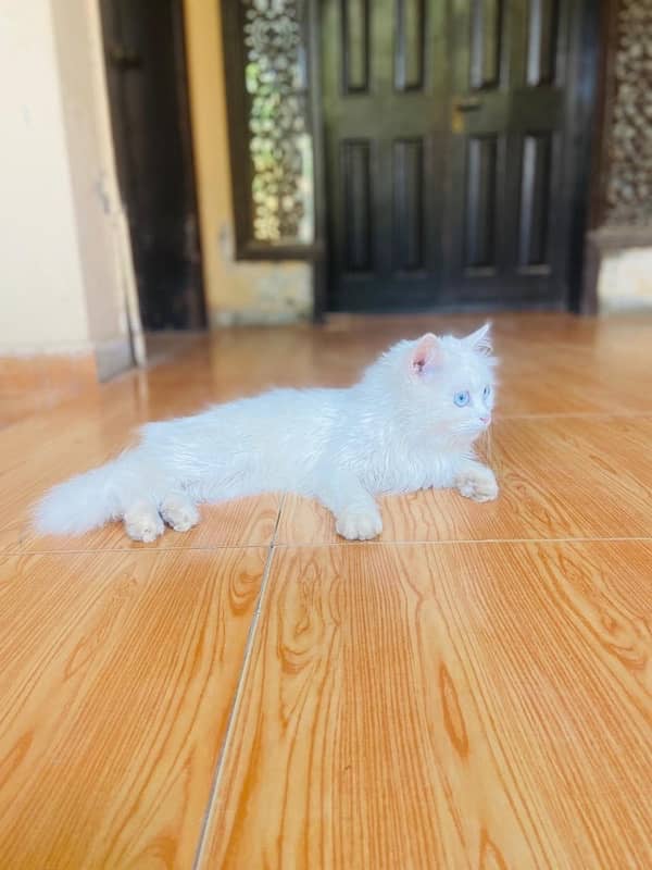 Persian Male Cat 2