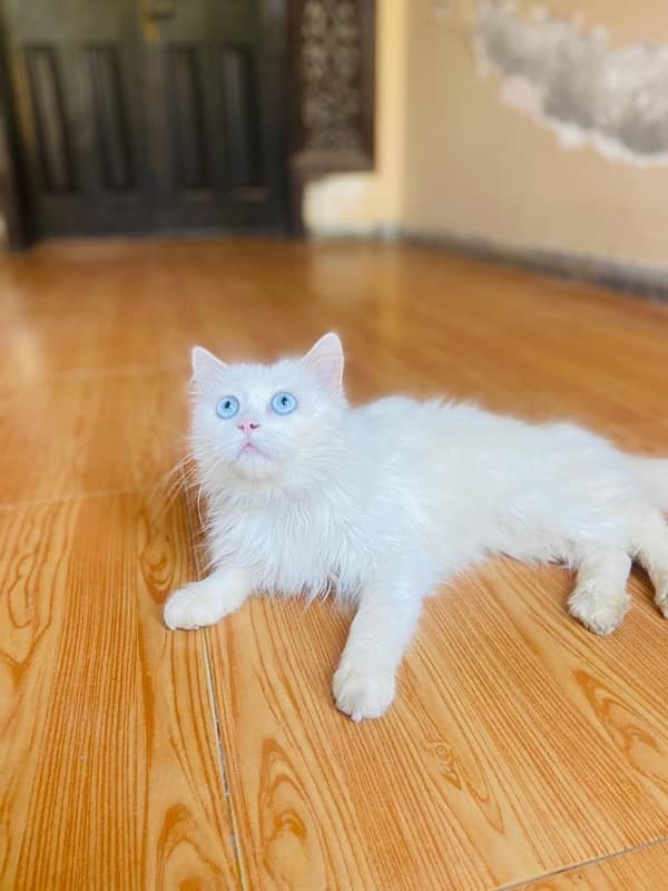 Persian Male Cat 3