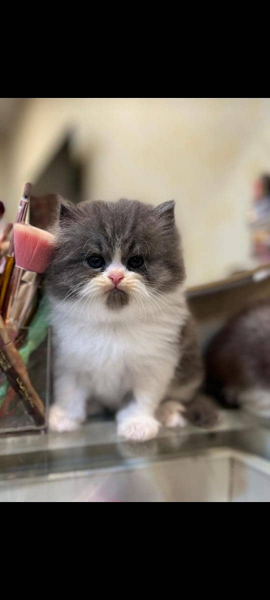 high quality kitten|Punch face Kittens|persian cat|cute|tripple|fluffy 17