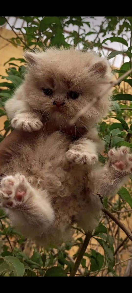 high quality kitten|Punch face Kittens|persian cat|cute|tripple|fluffy 14