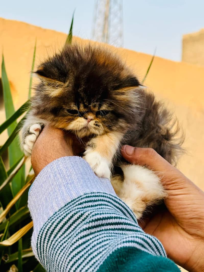 high quality kitten|Punch face Kittens|persian cat|cute|tripple|fluffy 8