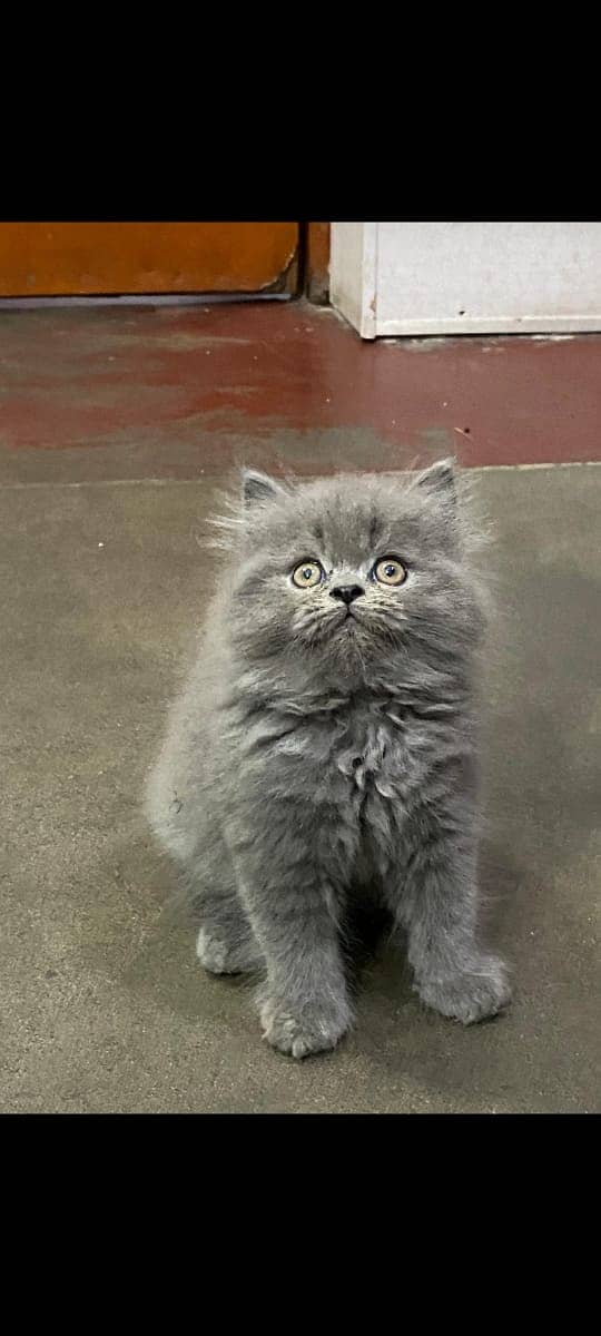 high quality kitten|Punch face Kittens|persian cat|cute|tripple|fluffy 10