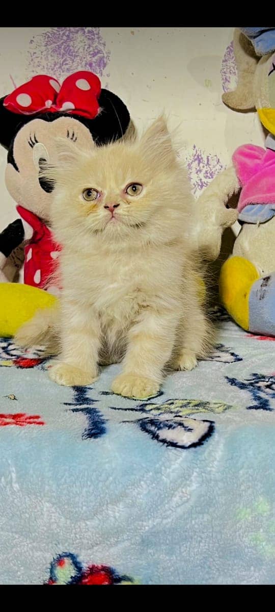 high quality kitten|Punch face Kittens|persian cat|cute|tripple|fluffy 12