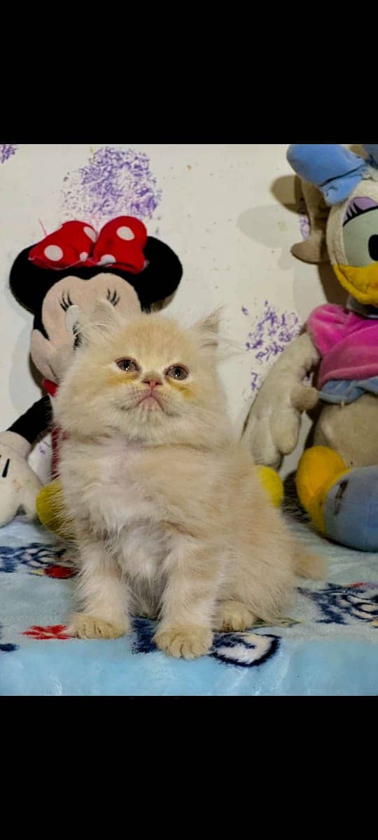 high quality kitten|Punch face Kittens|persian cat|cute|tripple|fluffy 13