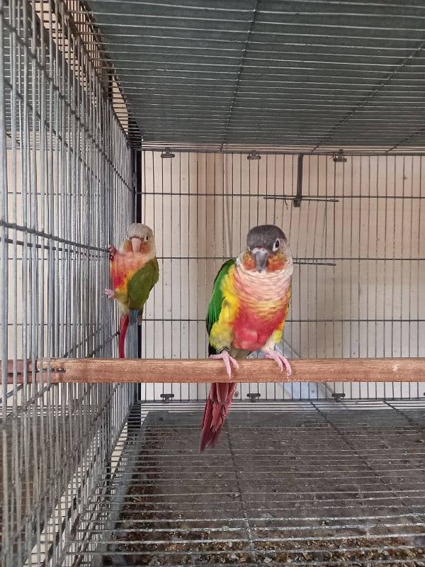 Red factor conure pair parrots/birds 3