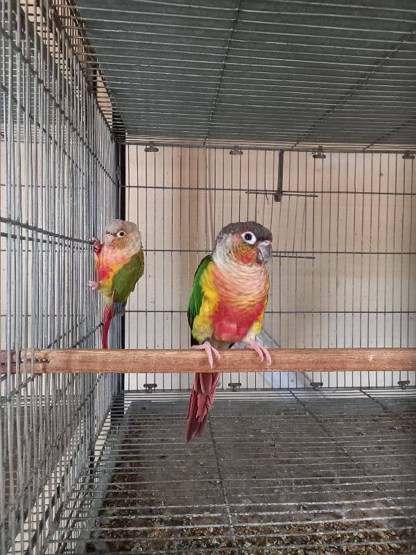 Red factor conure pair parrots/birds 4