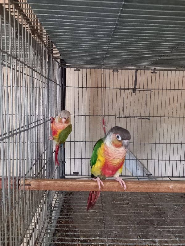 Red factor conure pair parrots/birds 5