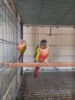 Red factor conure pair parrots/birds