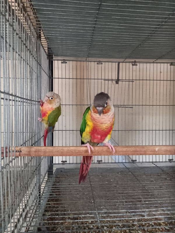 Red factor conure pair parrots/birds 2