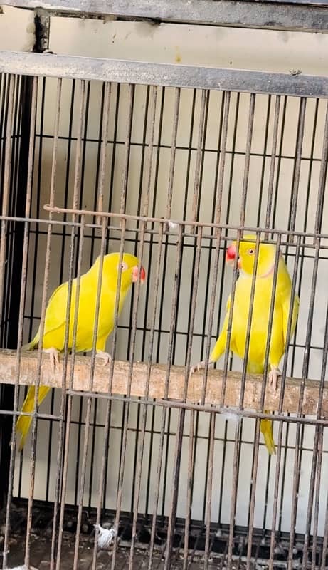 yellow breeder pair healthy and active 0