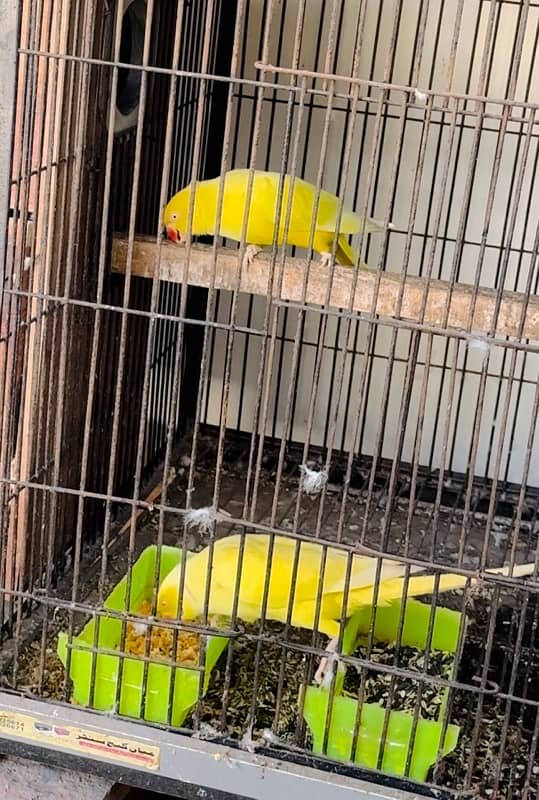 yellow breeder pair healthy and active 1