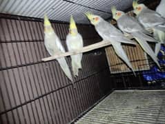 Cockatiel