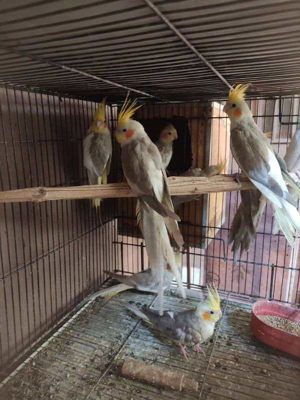 Cockatiel 1