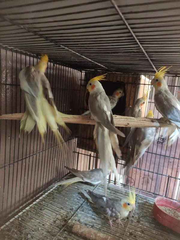 Cockatiel 3