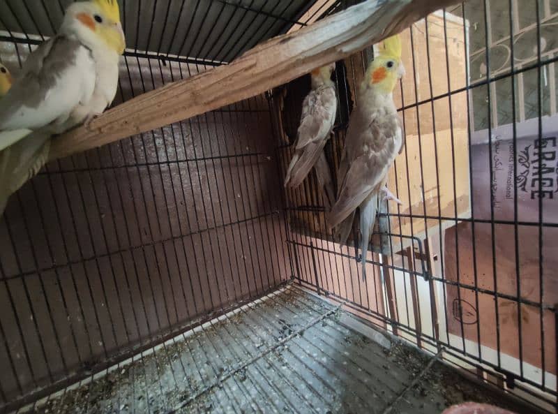 Cockatiel 4