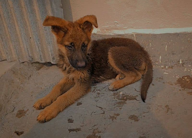 German shepherd male puppy 2