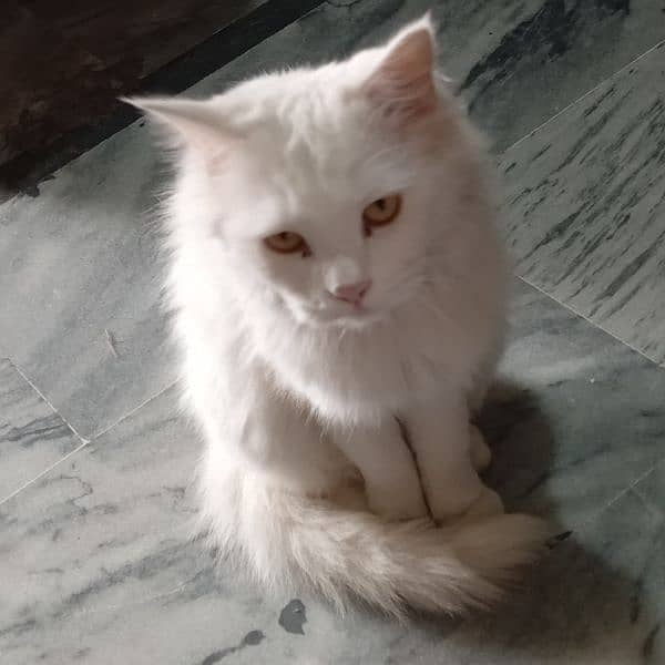 persian cat 2 year old above for sell full active and healthy 0