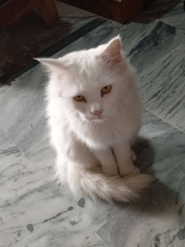 persian cat 2 year old above for sell full active and healthy 1